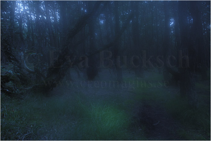 Nattskog - foto av Eva Bucksch